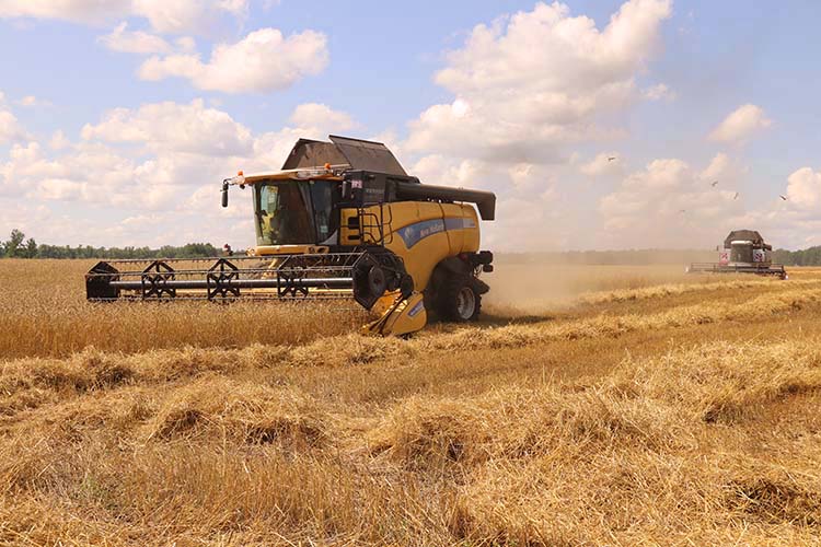 Жара и засуха хороша для уборки зерновых