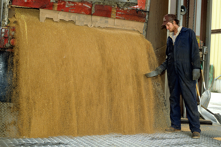 Снижение качества пшеницы уже отразилось на стоимости зерна. Так, цены на продовольственную пшеницу и фуражное зерно разбежались на 3 тысячи рублей уже сейчас