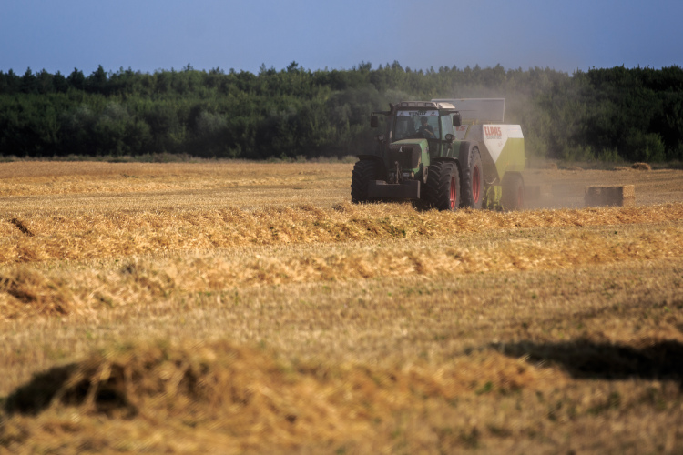«Продовольственной пшеницы будет в районе 60% от общего вала. В прошлом сезоне было 82% продовольственной пшеницы. Сейчас поступает много фуража»