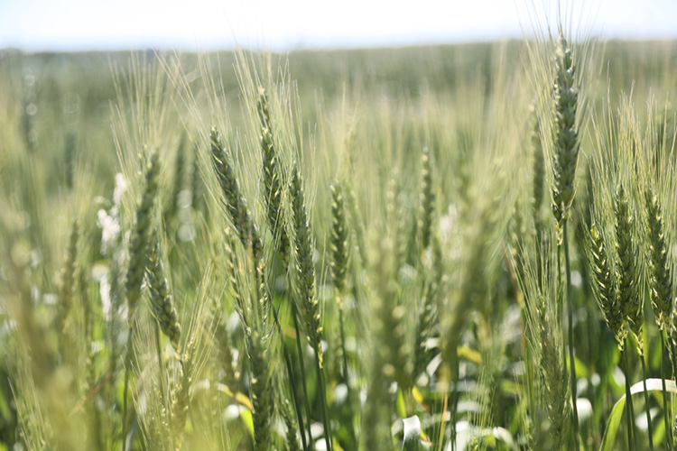 По оценкам регионов РФ, в чистом весе сбор зерна в стране в этом году может составить 129,56 млн т, тогда как в 2021 году РФ собрала 121,4 млн тонн