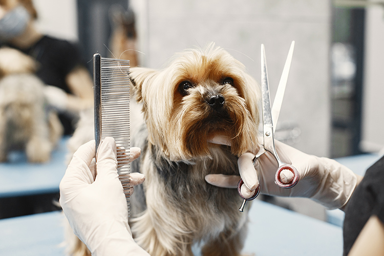 Собачьи парикмахеры готовы помыть, вычесать, постричь собаку, даже провести озонотерапию для оздоровления шерсти!