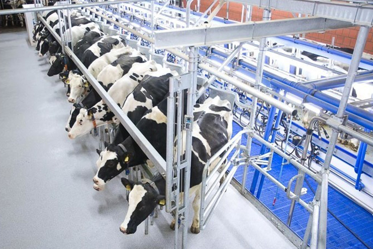 «На молочных комплексах с численностью поголовья от 800 голов, где установлено импортное доильное оборудование, есть автоматизированные системы мониторинга продуктивности »