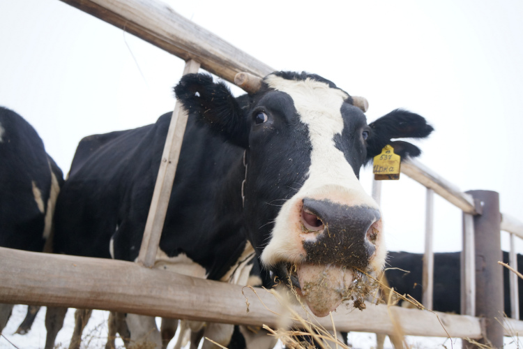 «В год получается порядка 65 тысяч тонн молока»