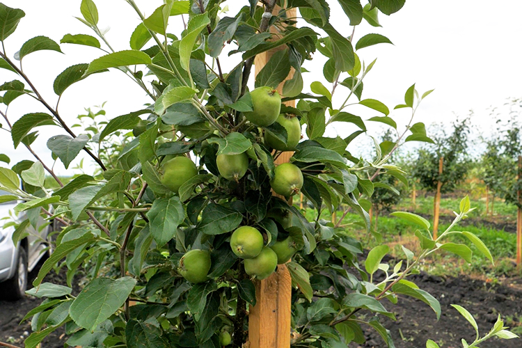 «Сегодня — у нас вся ставка на яблоки. Как младенцев, выращиваем наши яблоньки, ждем что на следующий год урожай будет еще больше»