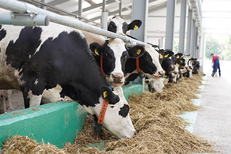 „Ак Барс холдинг“ с поголовьем 13 тыс. коров потерял за 8 месяцев текущего года 700 млн рублей выручки от реализации молока