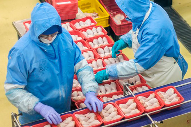 «Челны-Бройлер» производит более 120 тыс. т мяса в живом весе и реализует 95 тыс. тонн готовой продукции