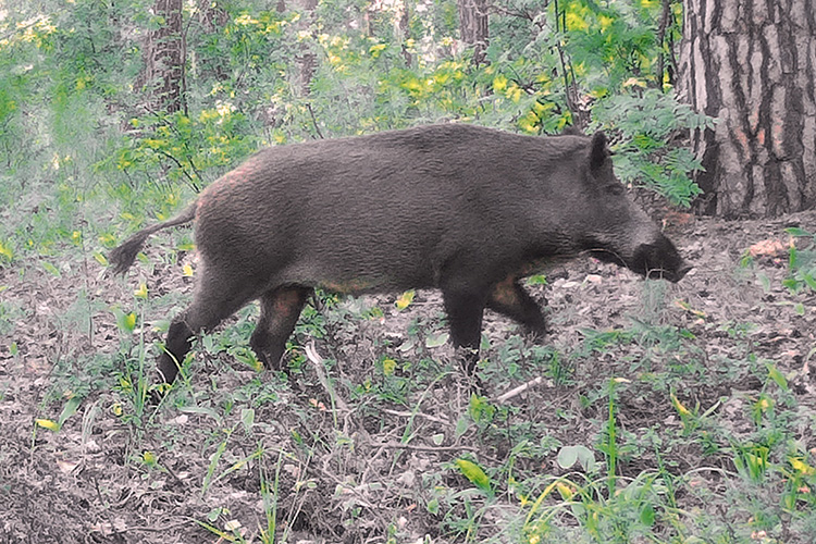 Сильный урон популяции диких кабанов в этом году нанесли борцы с африканской чумой свиней (АЧС)