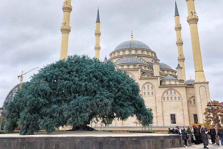 Громадное искусственное дерево возле главной мечети Грозного. Оказалось, что это точная копия оливкового дерева, в тени которого отдыхал Пророк Мухаммад. Оригинальное дерево растет в Иордании, а копию сделали с помощью 3D-технологий