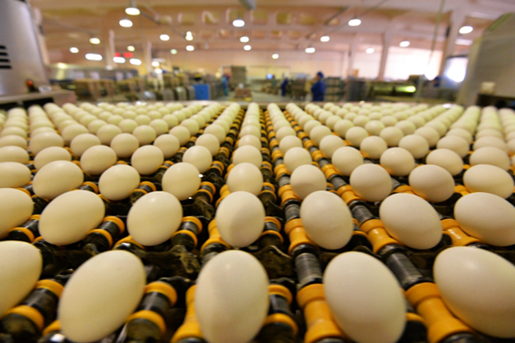 Новый проект предполагает глубокую переработку яиц