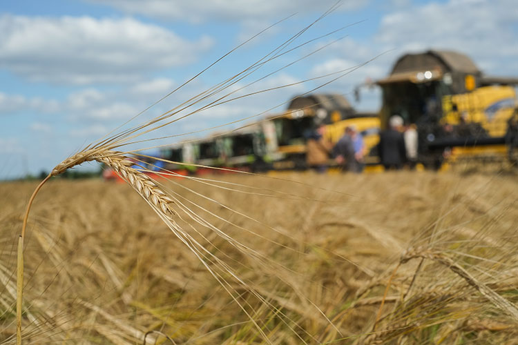 В 2022 году Менделеевск получил рекордный за последние 10 лет валовый сбор зерна — 51,5 тыс. тонн. Урожайность — 33 центнера с га, что в 2,5 раза больше, чем в 2021 году