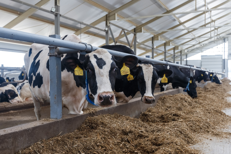 «А-Мега» (30) в 2018 году открыло производство востребованного и необходимого белкового компонента в рационе сельскохозяйственных животных — кормовые дрожжи