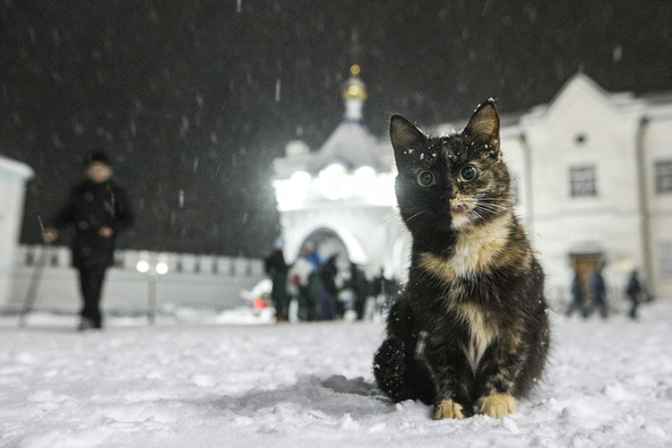 Зимой на территории монастыря появляются снежные и ледяные фигуры, а многочисленные местные коты становятся еще пушистее и милее