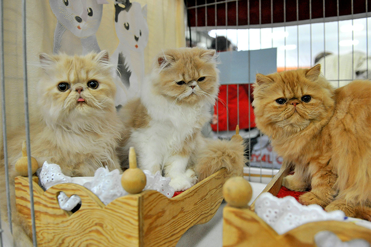 Котенок за миллион: как живет кошачий мир Татарстана в эпоху санкций