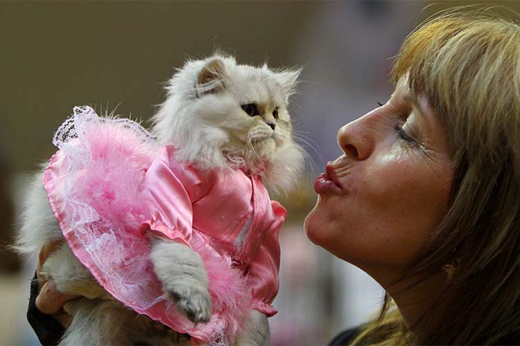 В Татарстане нет даже примерного подсчета количества кошек или их владельцев из-за отсутствия обязательной регистрации домашних питомцев
