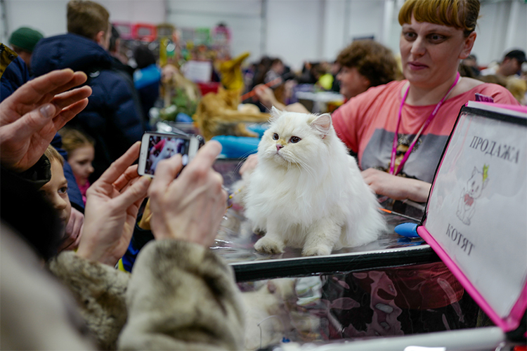 «Если бы вы пришли на выставку кошек в Казани в 2000-е годы, то увидели бы всего 40-50 кошек. Позднее начался импорт редких пород из-за рубежа, разводили и российские аборигенные породы»