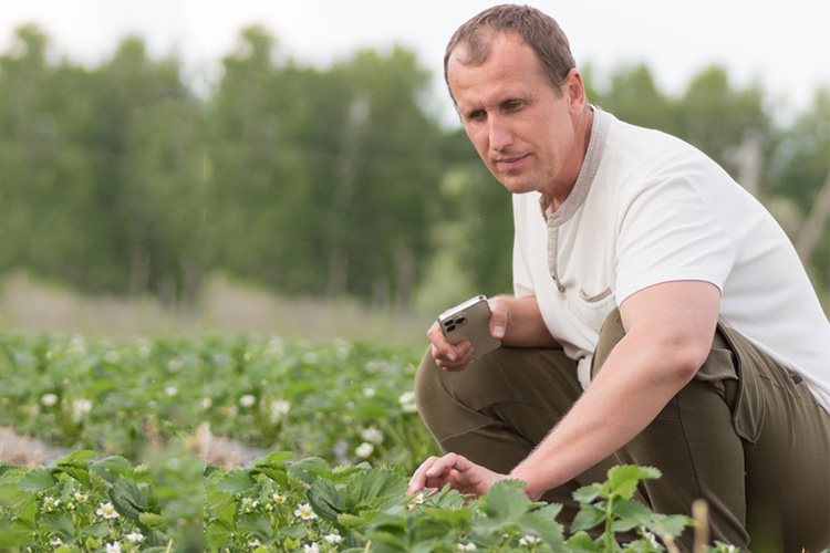 Ильдар Ситдиков выращивает 10 сортов клубники, и в прошлом году урожай был «просто бомбический», радуется фермер (за сезон было собрано 40 тонн ягоды)