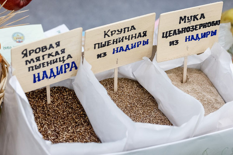 «Надира остается в своем роде уникальным, единственным в госреестре фиолетовозерновым сортом пшеницы, который допущен к использованию»