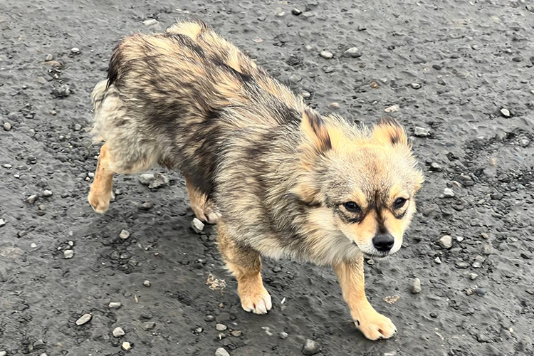 Маленькая собачка появилась в батальоне «Алга» еще в Калиновке Херсонской области