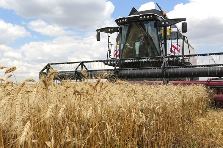 В прошлом году российские аграрии получили рекордный урожай зерна — 153,8 млн тонн, из которых 2/3 — пшеница. Немалый вклад в общую копилку внес Татарстан — в 2022 году республика получила 5,2 млн тонн зерна