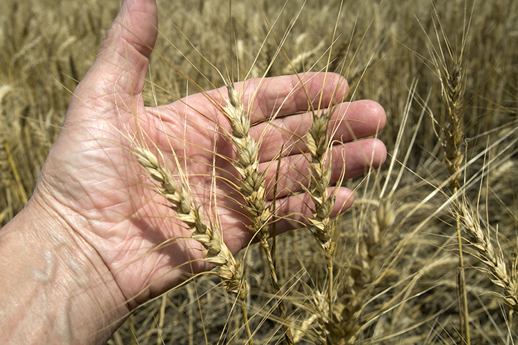В 2022 году в России собрали рекордный урожай — более 153 млн тонн зерновых