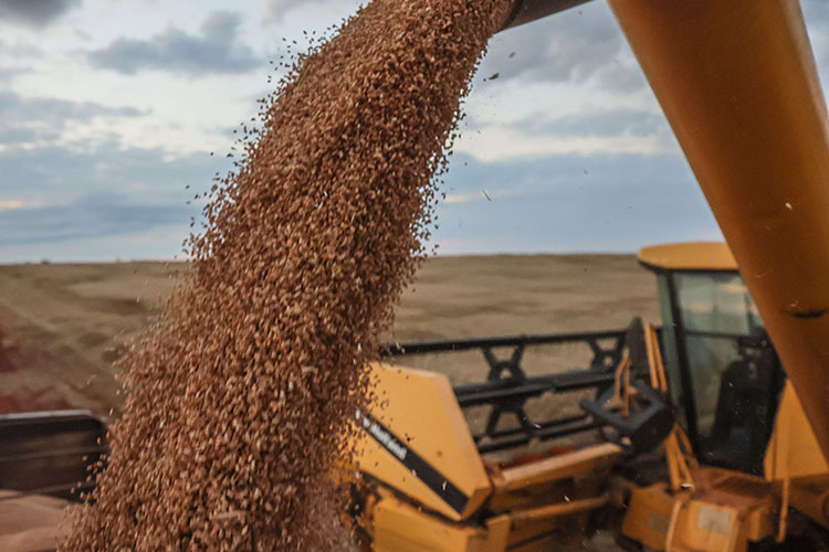 В будущем году у аграриев должен появиться новый канал экспорта зерна — через СММЛЦ, где большой элеватор строит компания «Август-Агро»