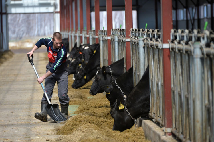 Неизбежно владельцы молочных ферм вынуждены будут сокращать зарплаты сотрудникам