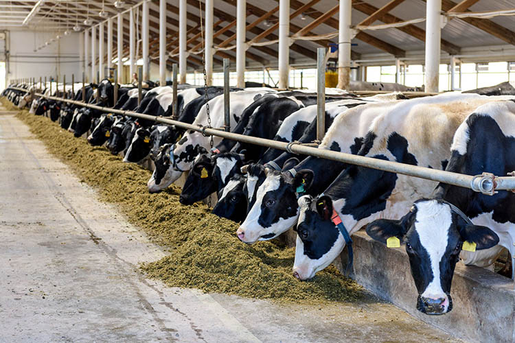 «Затраты на корм составляют больше половины в структуре расходов молочной фермы. Выбор коров с более высокой конверсией корма поможет снизить затраты, экономить природные ресурсы и увеличить прибыльность хозяйства»
