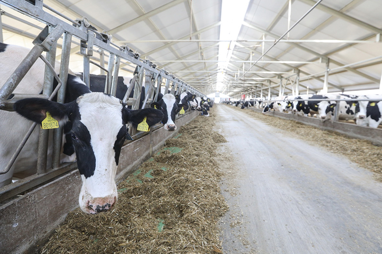 «В 2011 году мы доили по 4 тонны молока в день, а сейчас, в зависимости от сезона — 35-40 тонн. Видя, что производство молока стало выгодным, мы активнее начали заниматься молочным животноводством»
