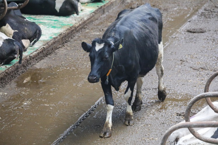 Большие объемы молока высасывают из коровы все соки