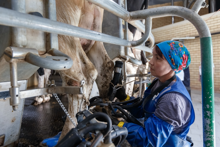 С учетом времени роста и периода стельности, первое молоко корова начинает давать в возрасте двух лет. За это время она успевает съесть корма на 255,5 тыс. рублей (взрослая корова «кушает», в среднем, на 350 рублей в день)