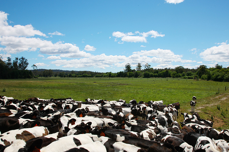В 2022 году в Татарстане выбраковали более 76 тыс. коров, то есть на мясокомбинат уехало 36% буренок