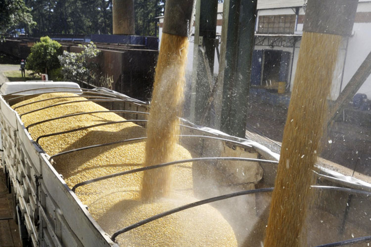 В апреле 2022 года за тонну пшеницы 3 класса давали 13,6 тыс. рублей, в мае этого года — только 9 тысяч