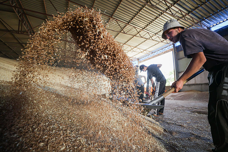 На сегодняшний день в республике складировано примерно 2,1 млн т зерна, а это более 40% от всего урожая, собранного в прошлом году (5,2 млн т)