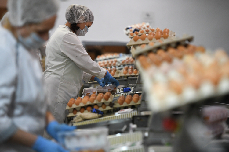 Лаишевская птицефабрика обладает потенциалом для производства 280 млн штук яиц в год. В 2021 году выручка составила 826 млн рублей