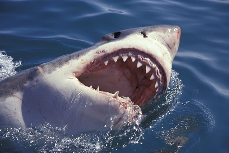 В период с 1958 года по 2023 год в мире было зарегистрировано 2900 подтвержденных случаев неспровоцированных нападений акул, как указано в таблице