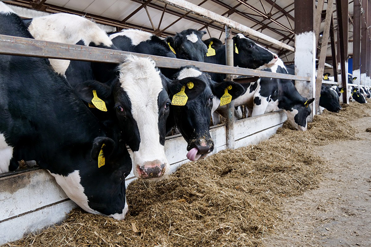 «Сейчас на мегаферме в Курмашево содержится 742 коровы, но постепенно численность будет доведена до 1200 голов»