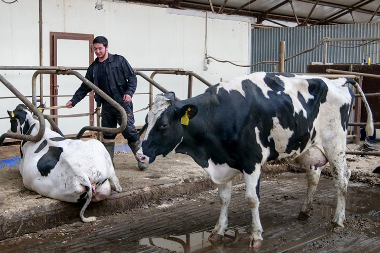 «На молочной ферме зарплата зависит от надоев молока, от привесов, сохранности поголовья. Премии доходят до 100% от зарплаты»