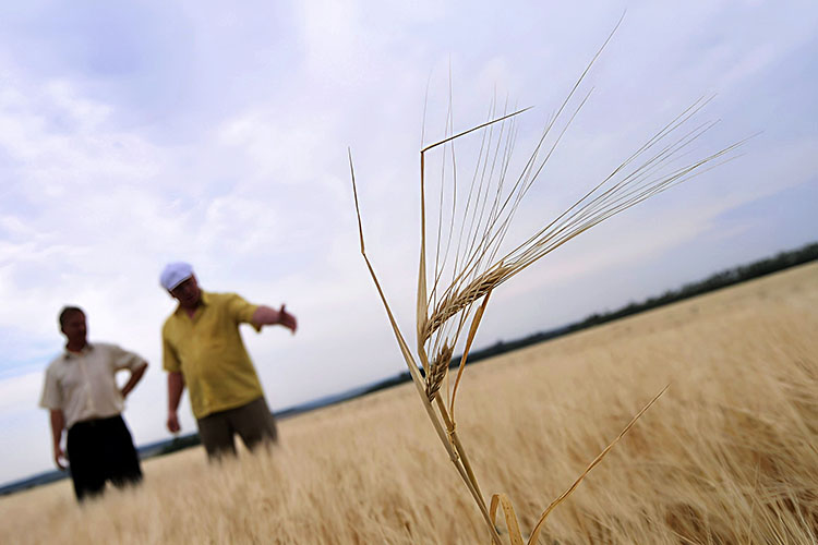 В некоторых районах Татарстана в открытую заговорили о почвенной засухе