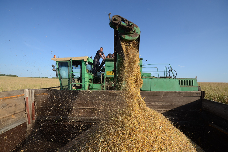 Эксперты считают, что недостатка зерна в Татарстане быть не должно: даже если республика получит половину от прошлогоднего урожая — около 2,5 млн тонн зерна — к краху это не приведет