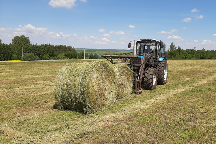 Для Татарстана как самого молочного региона страны неурожай угрожает заготовке кормов. Без дождя нет травы, корма для КРС