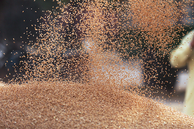 «Экспорт зерна в сезоне 2022–2023 года уже составил 62,2 миллиона тонн»