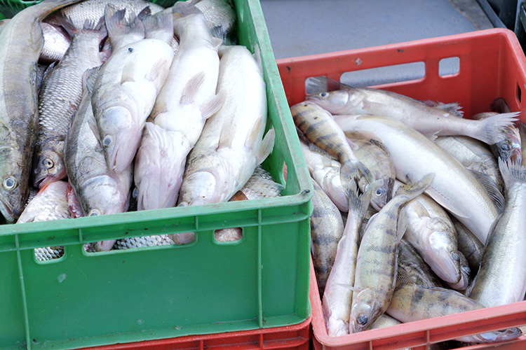 В 2022 году предприниматели выловили на них 3 тыс. тонн рыбы, освоив выданную им квоту на 89%. В этом году квота вылова составила 3,6 тыс. тонн