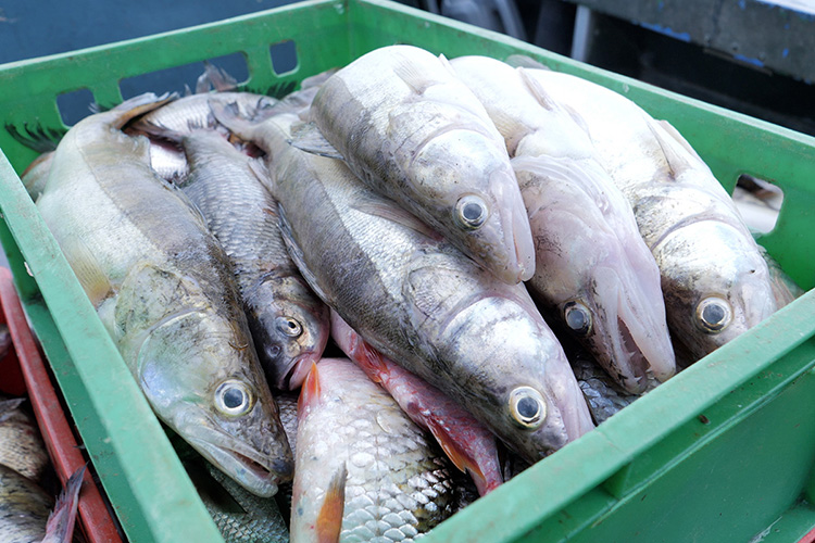 Контроль выловленной рыбы ведут сами рыбаки и завод. Они записывают добычу в журналы, которые, хоть и проверяются инспекторами и прокуратурой, но не контролируются постоянно