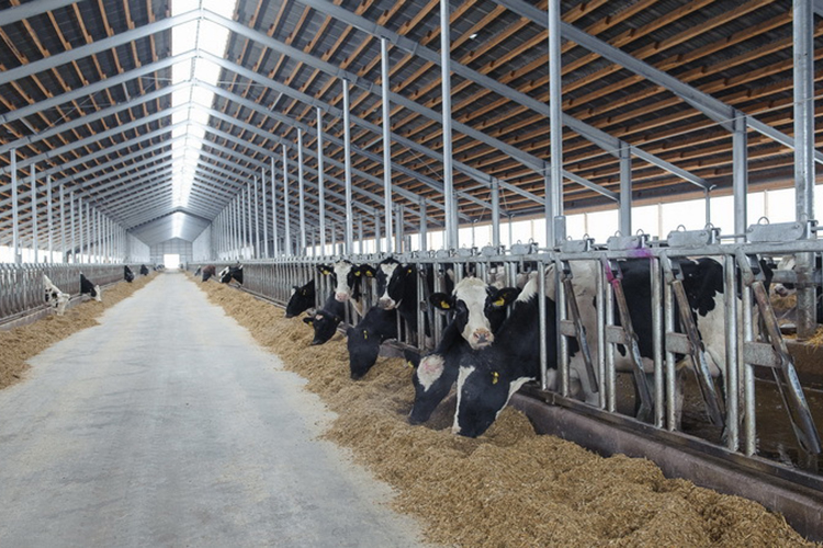 «По планам компании «ЭкоНива» — строительство трех молочных ферм. Вот первую мы сейчас завершаем, она будет на 3 550 голов»