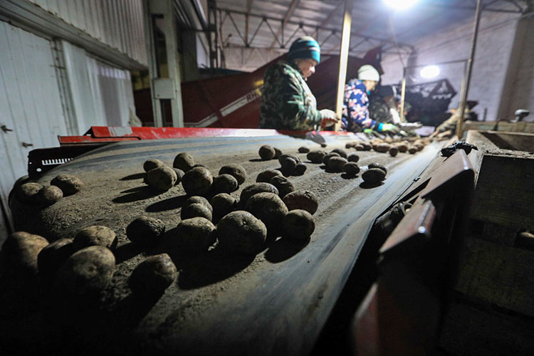 Сегодня в Татарстане порядка 95% выращиваемых сортов картофеля — это зарубежная селекция,  но местные семеноводы не видят в этом большой проблемы