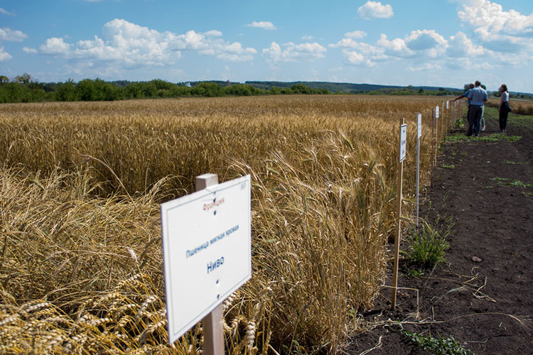 По данным Минсельхоза России, доля семян иностранной селекции на отечественных полях достигает 40%. При этом, согласно доктрине продовольственной безопасности, она должна быть не более 25%
