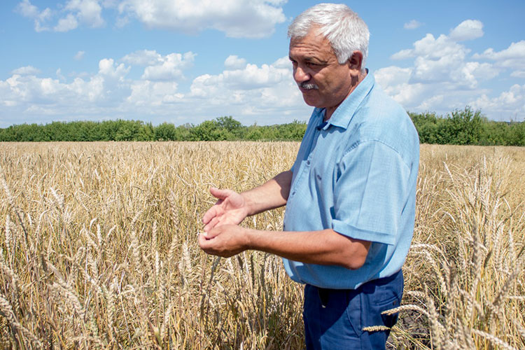 Генеральный директор хозяйства Владимир Грачев показал нам сортоучасток, на котором в этом году было посеяно 173 делянки с образцами зерновых и зернобобовых культур