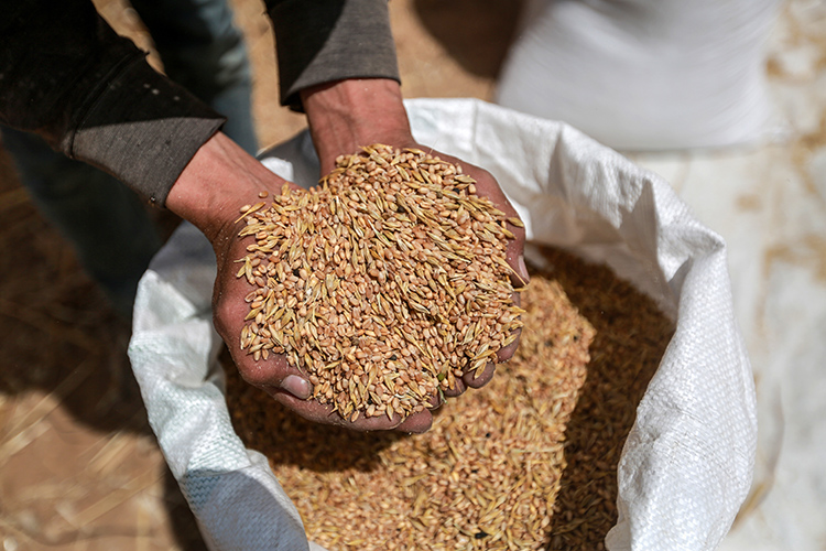 Россия организует поставки 1 млн т зерна в Турцию для переработки, а затем безвозмездной транспортировке в беднейшие страны Африки