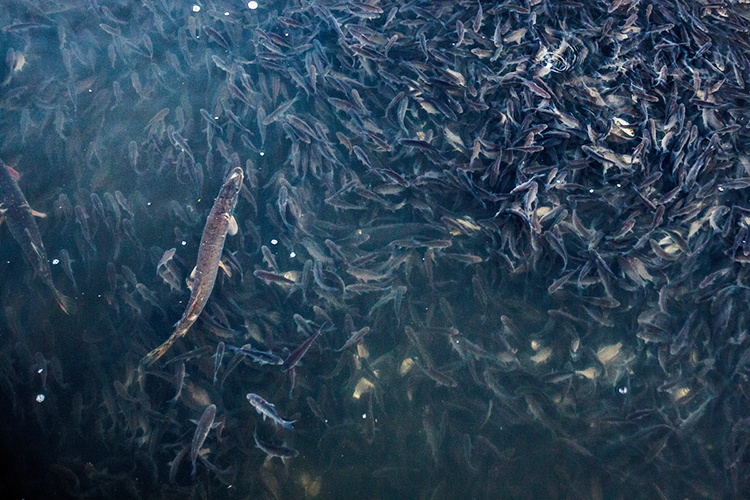 Собеседники «БИЗНЕС Online» отмечают, что хотя нерест давно завершен, зимой рыбе все равно нужен определенный объем воды, чтобы не погибнуть