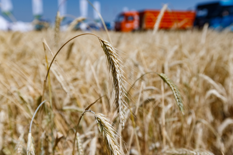 Нынешний год для аграриев выдался непростым, но земледельцам удалось собрать 3,7 млн тонн урожая зерновых